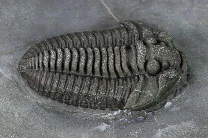 Very Inflated, Flexicalymene Trilobite - LaPrairie, Quebec #164358